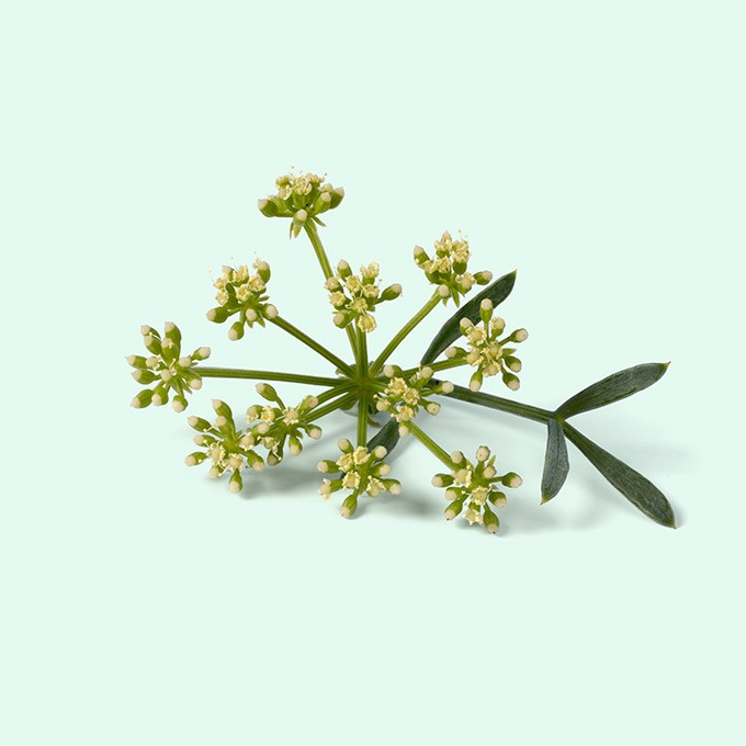 Økologisk havfennikel